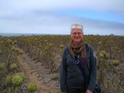 Thumbnail image of "By the coast, a field of articokes, Hwy 1, California"