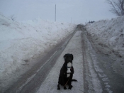 Thumbnail image of "Koko shivering by the huge snow drifts, February"